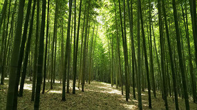 ï��������Ȼ���