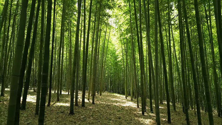 ï��������Ȼ���