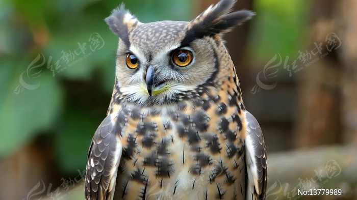 èͷӥ��д����