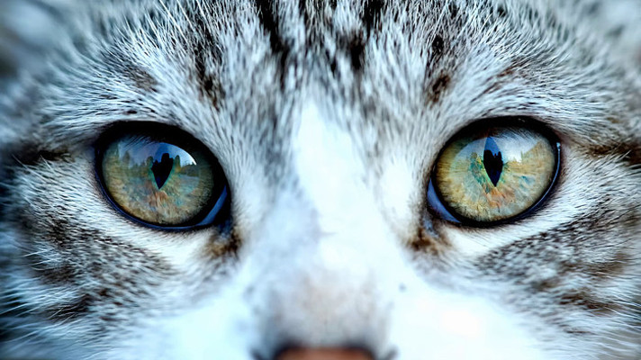 è���۾�΢����д