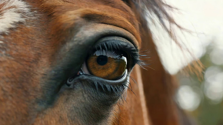 马眼睛特写 马眼睛特写