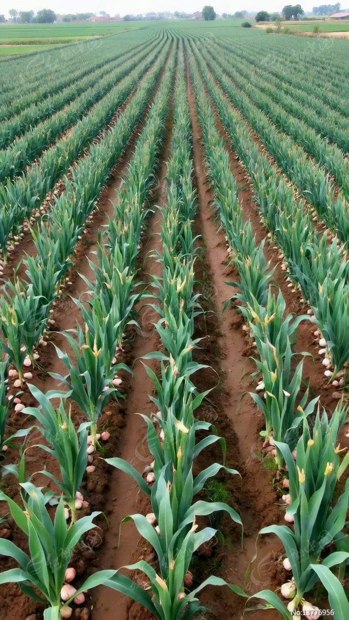 ũ����������ֲ����ɫ����