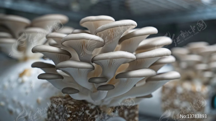 ƽ������ʳ����д