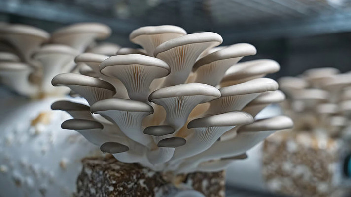 ƽ������ʳ����д