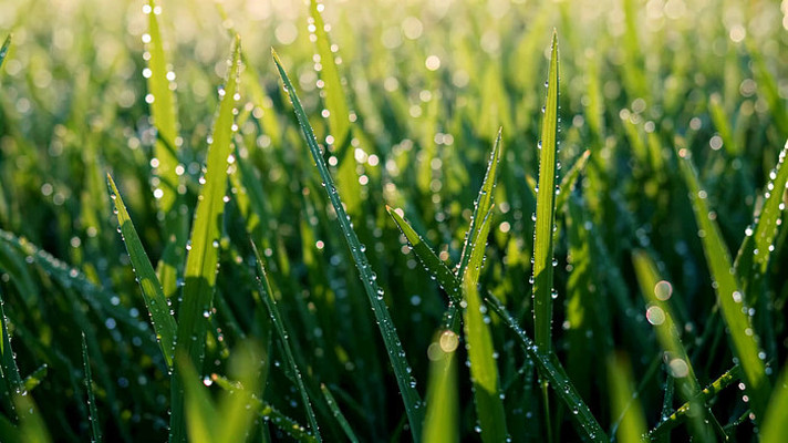 �峿��¶�����ɫ�ݵ�