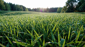 �峿��¶�����ɫ�ݵ�