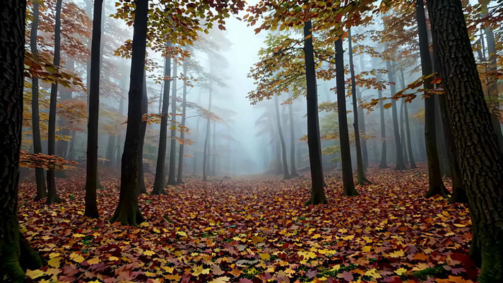秋季迷雾森林风景 秋季迷雾森林风景