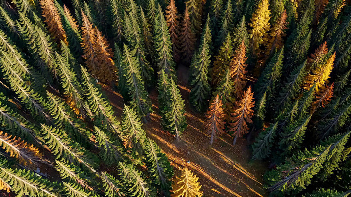 �＾ɭ�ָ����