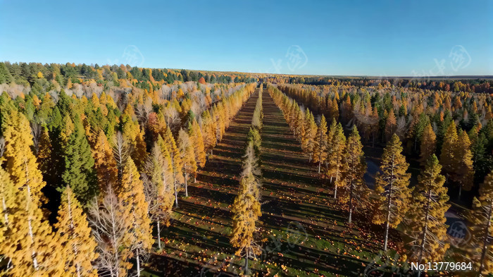 �＾ɭ�ָ��ȫ���ز�