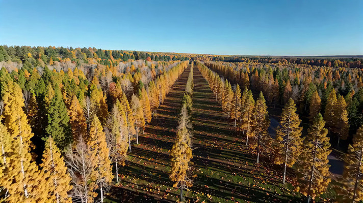 �＾ɭ�ָ��ȫ���ز�