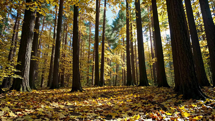 �＾ɭ�ֽ����Ҷ����