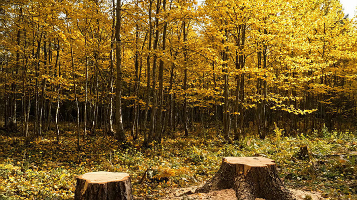 �＾ɭ�ֿ�����ĳ���