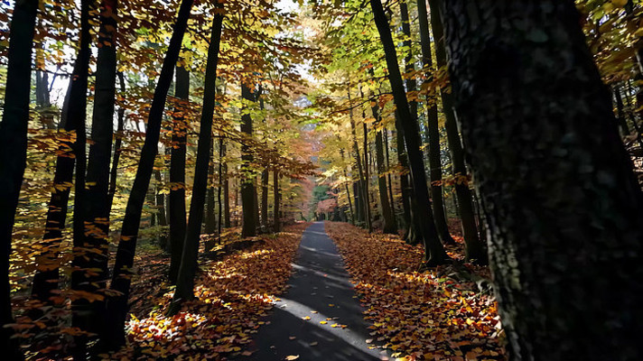 �＾ɭ��С·��Ȼ���