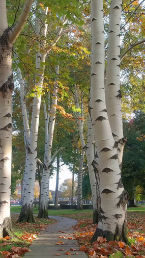 ���հ��������С��