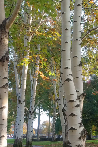 秋日白桦林里的小径 秋日白桦林里的小径