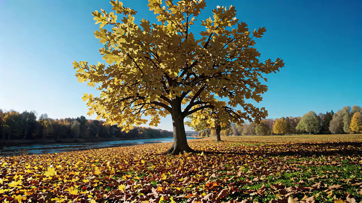 秋日河畔树木风景 秋日河畔树木风景