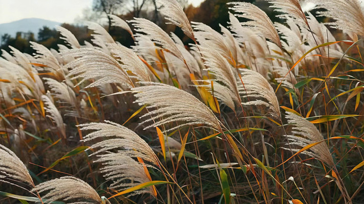 ����«έ��Ȼ����