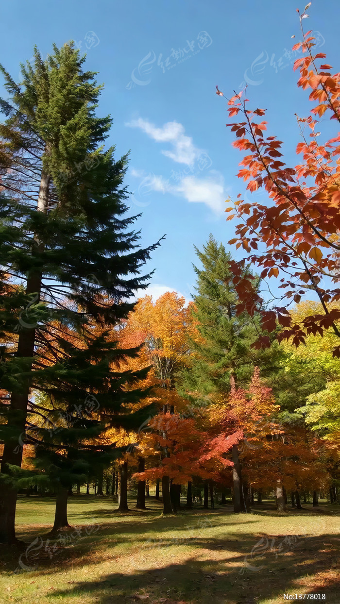 ����ɭ�ֶ����ľ����