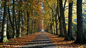 ����ɭ����Ҷ�̾͵��ּ�С·