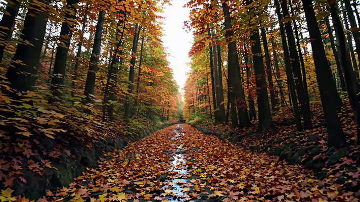 ����ɭ����ҶС������