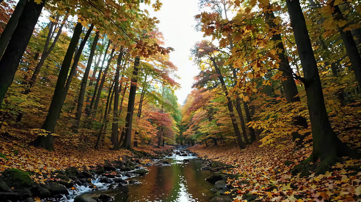 秋日森林溪流自然风光 秋日森林溪流自然风光