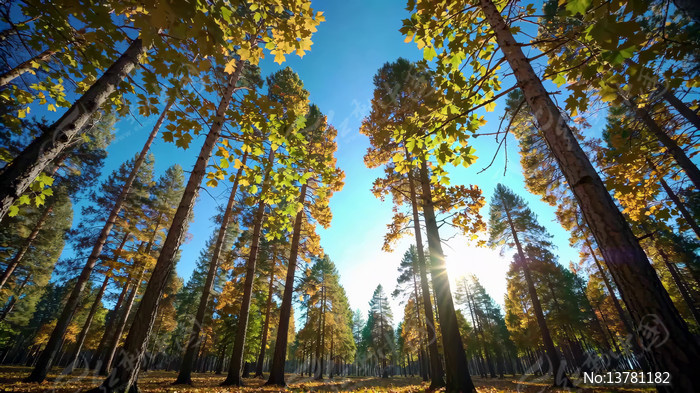 ����ɭ�����⴩͸��ľ����