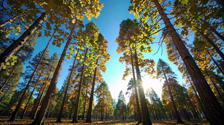 秋日森林阳光穿透树木景象 秋日森林阳光穿透树木景象