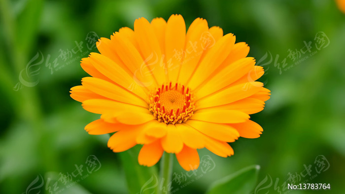 ���λ�ɫ����ֲ����д