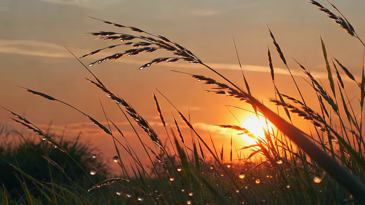 日落时分带露珠的草实拍镜头 日落时分带露珠的草实拍镜头