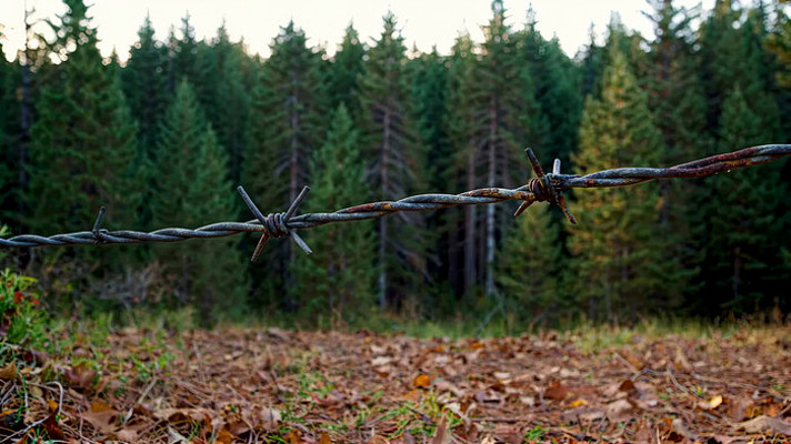 森林边带刺铁丝网素材 森林边带刺铁丝网素材