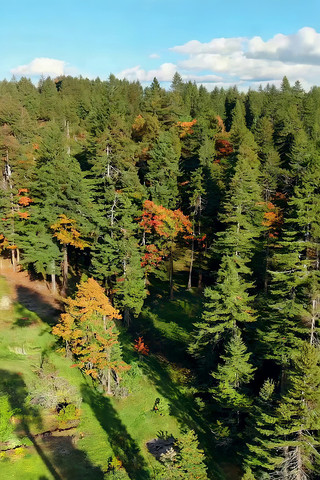 ɭ�ָ߿ո����Ȼ���