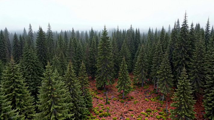 ɭ�ָ߿ո����Ȼ�����ز�