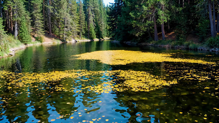 ɭ�ֺ���Ư����ɫˮ��ֲ��