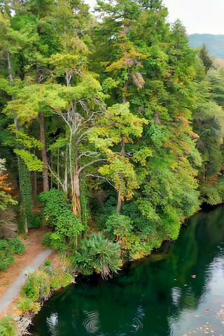 森林河流自然风光俯瞰 森林河流自然风光俯瞰