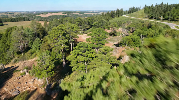 森林鸟瞰全景 森林鸟瞰全景