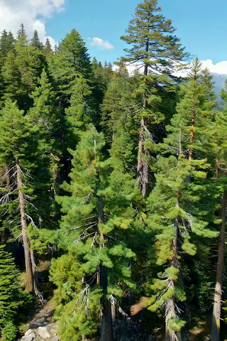 森林树木自然风光航拍素材 森林树木自然风光航拍素材