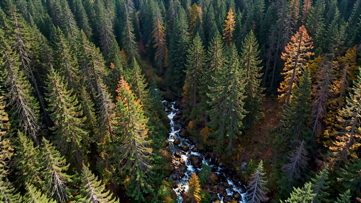 森林溪流鸟瞰全景 森林溪流鸟瞰全景