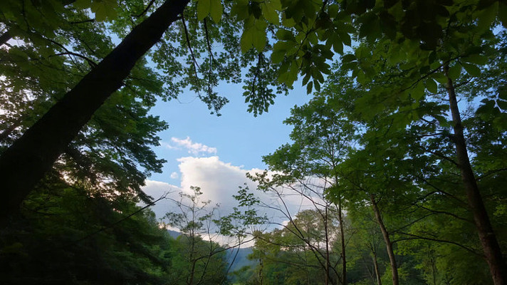 ɭ������������������ز�