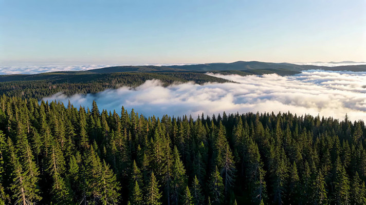 ɭ���ƺ��߿ո����