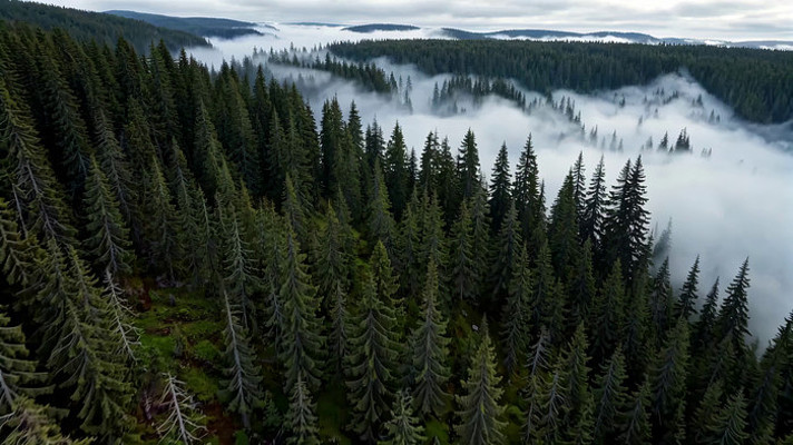 ɭ���������ȫ��