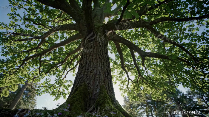 ɭ���д��������ز�