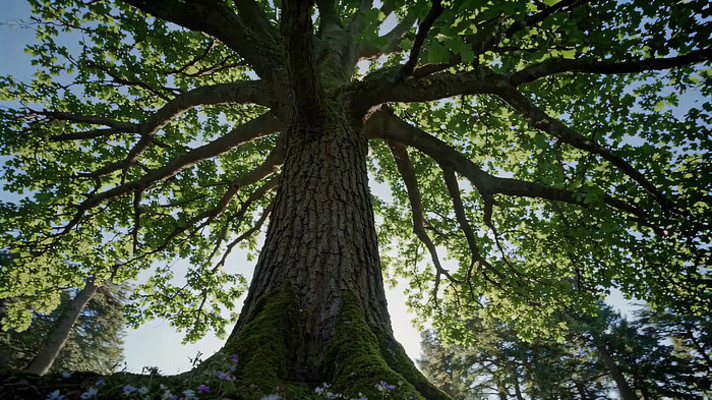 ɭ���д��������ز�