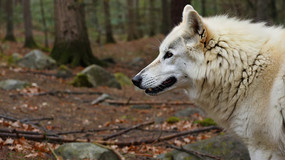 ɭ���еİ�ɫ����д