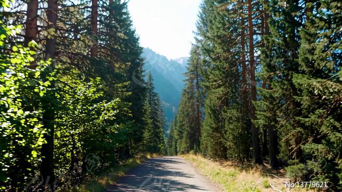 ɭ���еĵ�·�羰