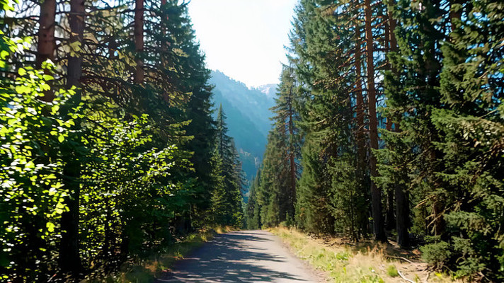 ɭ���еĵ�·�羰