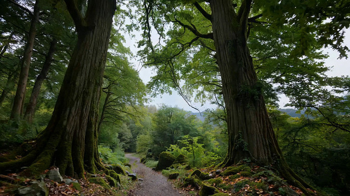 ɭ���е��ּ�С��