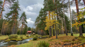 ɭ���е�С����Ϫ������