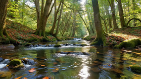 ɭ���е�Ϫ����Ȼ���