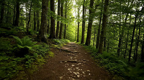 ɭ���е�����С·