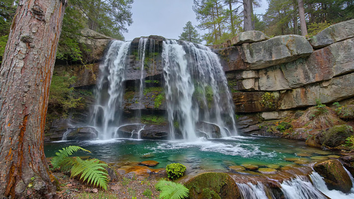 ɭ���е���Ȼ�ٲ�����